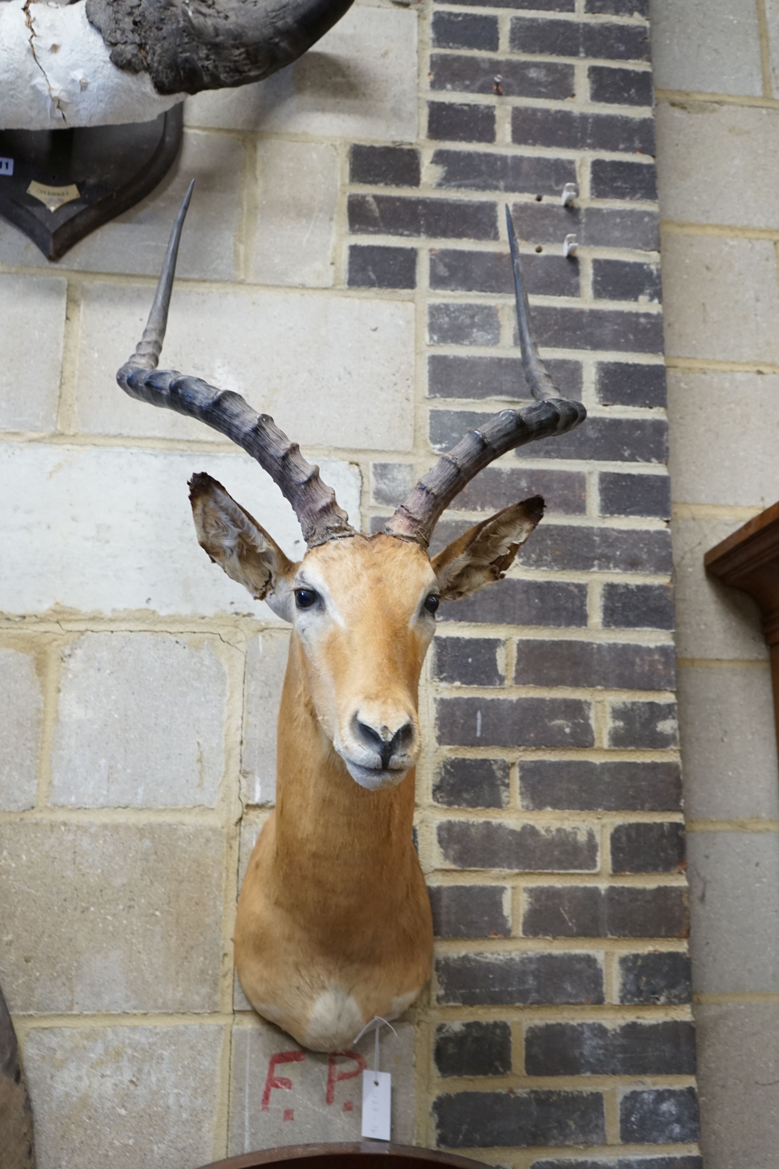 Taxidermy: A mounted Impala mask, approximately 104 cm high